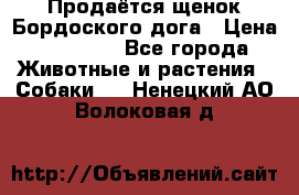 Продаётся щенок Бордоского дога › Цена ­ 37 000 - Все города Животные и растения » Собаки   . Ненецкий АО,Волоковая д.